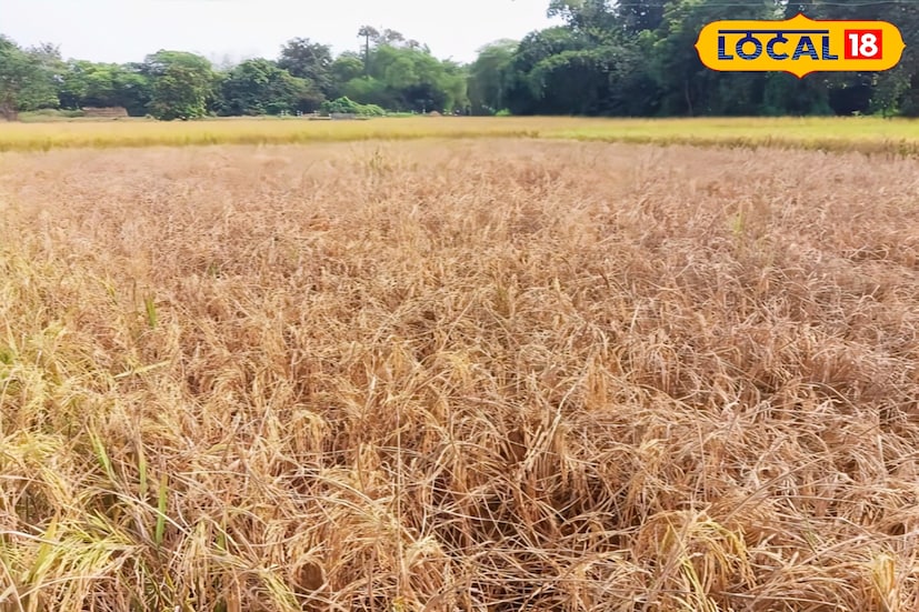 চাষিদের দাবি, দুর্গাপুজোর পর থেকেই শোষক পোকার হানা শুরু হয়। তবে গত দশদিনে ভয়াবহতা বহুগুণ বেড়েছে। নিয়মিত কীটনাশক প্রয়োগ করেও ফল মেলেনি। অনেক জায়গায় প্রতি বিঘায় কয়েক হাজার টাকার ওষুধ ব্যবহার করা হলেও ধানের ক্ষতি ঠেকানো যায়নি।