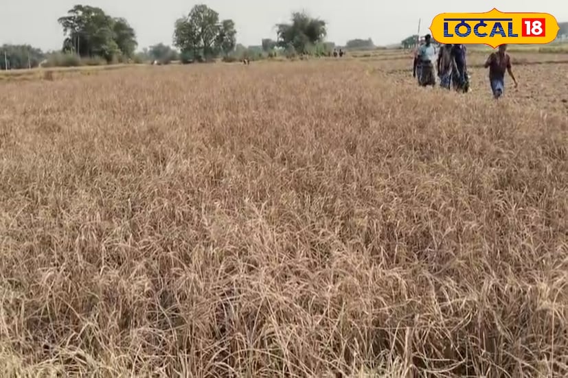 পানুরিয়ার চাষি আশিষ কুমার মণ্ডল জানান, ৫০ বিঘা জমির মধ্যে প্রায় ১০ বিঘার ধান একেবারেই শেষ। একই অবস্থা নিমাই মণ্ডল, সাবের আলি শাহ ও কাজল সেখদের ক্ষেতেও। কাজল সেখ বলেন, 