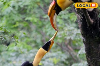 বিরল লাল ঘাড়ের ধনেশপাখির দেখা মিলল বাংলার পাহাড়ে! উচ্ছ্বসিত পক্ষীপ্রেমীরা! কোথায়? জানুন