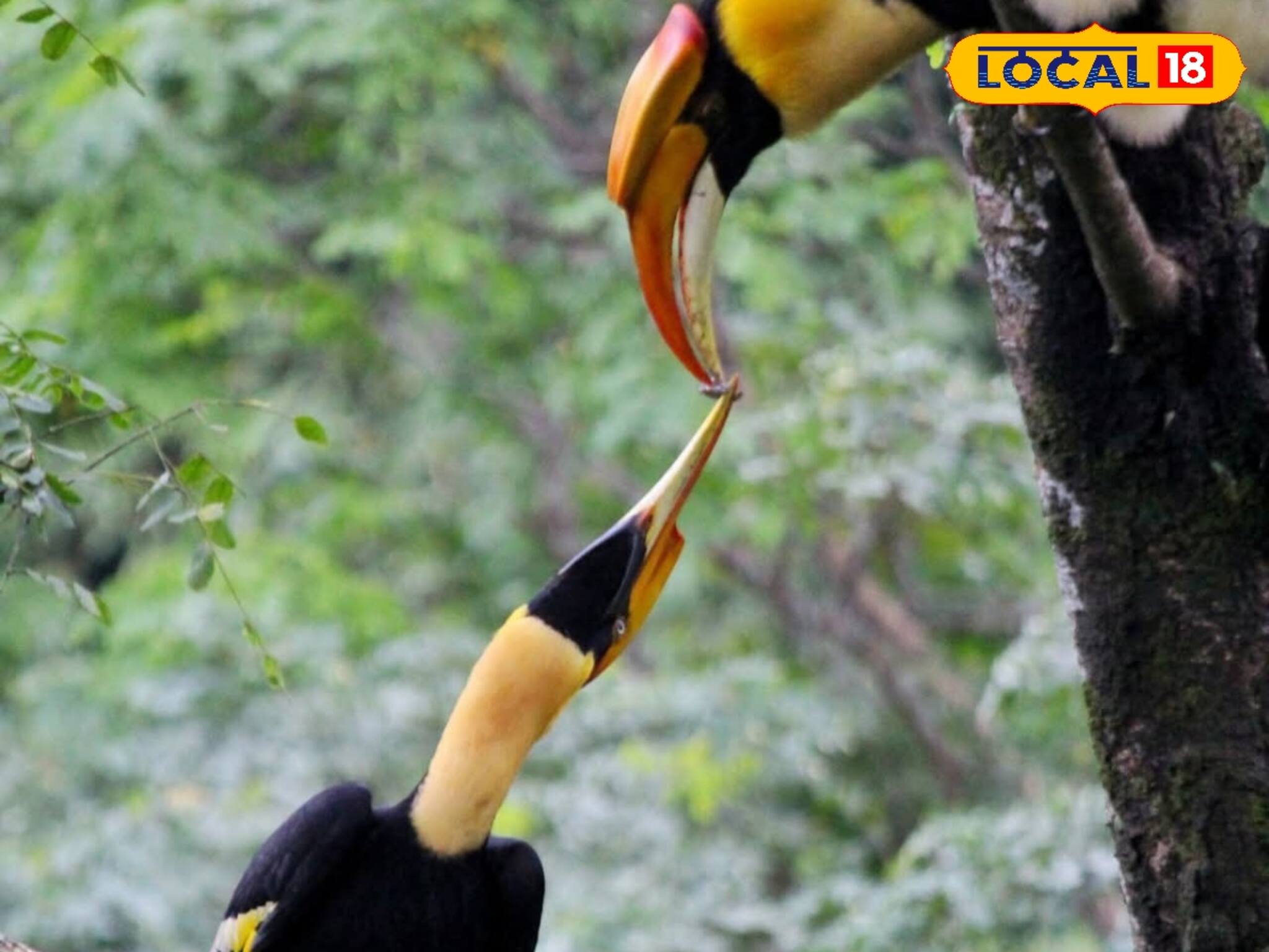 Rufous-Necked Hornbill in West Bengal: বিরল লাল ঘাড়ের ধনেশপাখির দেখা মিলল বাংলার পাহাড়ে! উচ্ছ্বসিত পক্ষীপ্রেমীরা! কোথায়? জানুন বিশদে