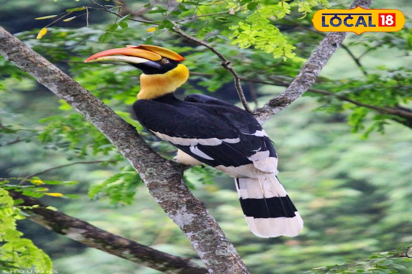 তাই পর্যটকদের উদ্দেশ্যে বনদফতরের বার্তা ,আমরা চাই না ঝান্ডি লাটপাঞ্চারের মতো ভিড়ের জায়গা হোক। এখানে পাখিদের শান্তিতে বাঁচতে দিন। তবে পর্যটকরা এলে তাদের স্বাগত জানাবে ঝান্ডি। পাখিদের বিরক্ত না করে উপভোগ করুন পাখিদের স্বর্গরাজ্যের অনুভূতি।সবুজ পাহাড়, মেঘের খেলা আর রঙিন পাখিদের সুর... সব মিলিয়ে ঝান্ডি পক্ষীদের নিরাপদ আশ্রয়ের সুন্দর উদাহরণ!