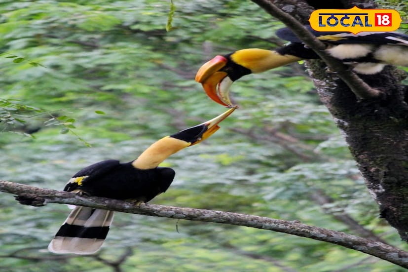 এই মুহূর্তে ঝান্ডির অরণ্যে রয়েছে ১৫০-রও বেশি প্রজাতির পাখি— রুফাস নেকড হর্নবিল ছাড়াও স্কারলেট ফিঞ্চ, স্যাফায়ার ফ্লাই ক্যাচার, হিমালয়ান কিউটিয়া, রেড হেডেড ট্রোগন প্রভৃতি। প্রকৃত অর্থে এটি এখন এক ‘বার্ড প্যারাডাইস’।