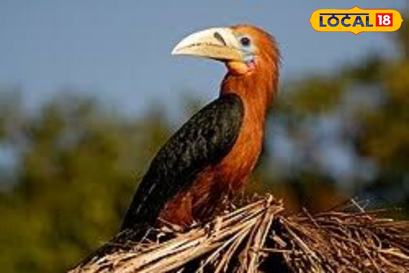 কালিম্পং বন বিভাগের ডিএফও চিত্রক ভট্টাচার্য স্পষ্ট জানিয়েছেন, “ঝান্ডির পক্ষীকূলের বাণিজ্যিকীকরণ আমরা একেবারেই চাই না। পাখিদের স্বাভাবিক জীবনযাপন নষ্ট করে এমন পর্যটন চলবে না।” লাটপাঞ্চারের অভিজ্ঞতা থেকে শিক্ষা নিয়ে বনকর্তারা এবার অনেক বেশি সতর্ক।