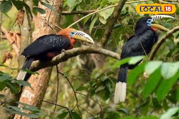 বিরল লাল ঘাড়ের ধনেশপাখির দেখা মিলল বাংলার পাহাড়ে! উচ্ছ্বসিত পক্ষীপ্রেমীরা! কোথায়? জানুন বিরল লাল ঘাড়ের ধনেশপাখির দেখা মিলল বাংলার পাহাড়ে! উচ্ছ্বসিত পক্ষীপ্রেমীরা! কোথায়? জানুন