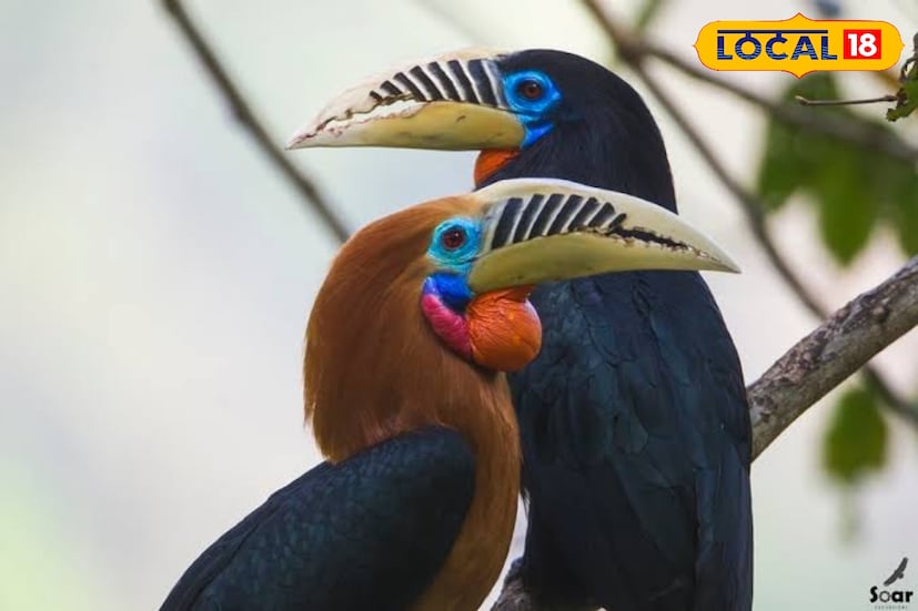 তিন বছর আগে যে লালঘাড় ধনেশ(রুফাস নেকড হর্ণবিল) এর আবির্ভাব ঘিরে লাটপাঞ্চার হয়ে উঠেছিল আলোচনার কেন্দ্র, আজ সেই বিপন্নপ্রায় শ্রেণিভুক্ত পাখি নতুন আশ্রয় খুঁজে পেয়েছে ঝান্ডির অরণ্যে। বনদফতর এখনই এদের সঠিক সংখ্যা জানাতে নারাজ ।কারণ, বাড়তি কৌতূহলই পাখিদের জন্য হতে পারে বিপদের কারণ।