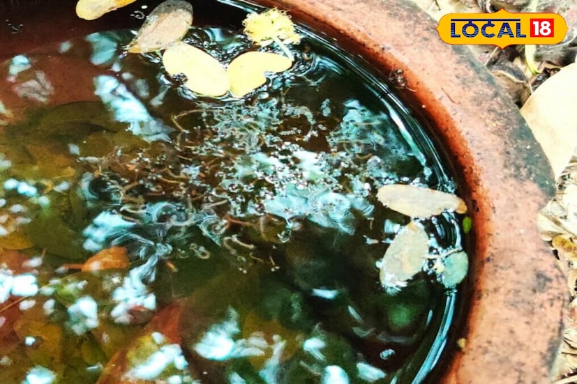 এসব দেখে পুরসভাকে একাধিক পরামর্শ দেওয়া হয়েছে। যেমন নিয়মিত নর্দমা ও জঞ্জাল পরিষ্কার করতে হবে, কোনওভাবে যাতে মশার বংশবৃদ্ধি না করতে পারে, তার জন্য প্রায়ই ওষুধ স্প্রে করতে হবে, যেখানে জমা জল সরানো যাবে না, সেখানে কেরোসিন অথবা পোড়া মোবিল স্প্রে করা যেতে পারে, কারও জ্বর হলেই ডেঙ্গি ও ম্যালেরিয়ার পরীক্ষা করানোও আবশ্যিক প্রভৃতি। 