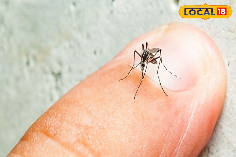 দক্ষিণ ২৪ পরগনা স্বাস্থ্য জেলার মুখ্য আধিকারিক বলেন, ডেঙ্গি প্রতিরোধে আমরা পুরসভাকে নানা পরামর্শ দিয়েছি। আশা করছি, সঠিক পদক্ষেপ করলে ওই ওয়ার্ডের পরিস্থিতির উন্নতি হবে।