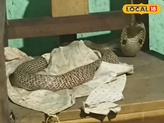 আচমকা ঢুকে পড়ল ঘরের ভিতর, ফণা তুলে বসে আছে বিষধর গোখরো! কীভাবে উদ্ধার হল শুনলে চমকে যাবেন