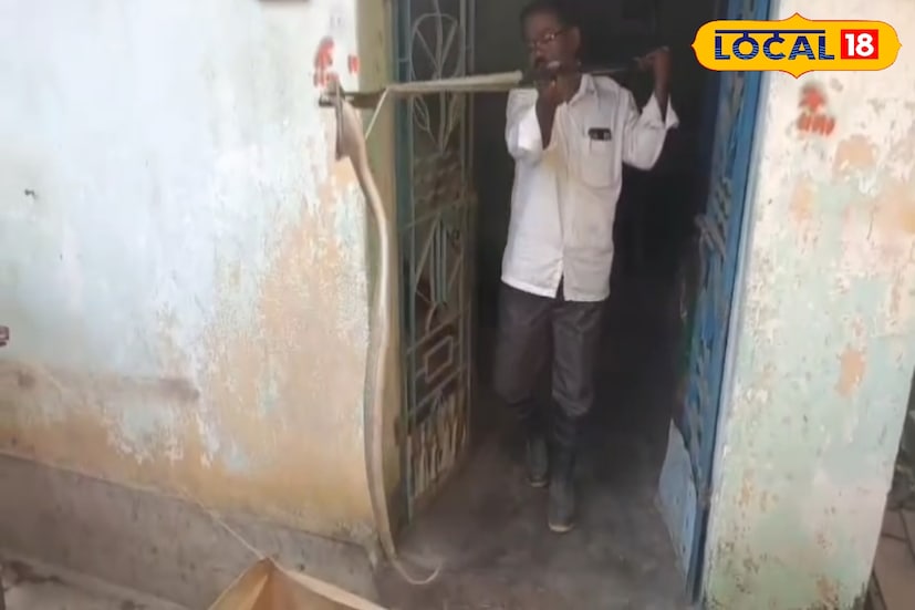 খবর পেয়ে ঘটনাস্থলে পৌঁছন ভারতের বন্যপ্রাণ দুর্নীতি দমন শাখার সদস্য ও সর্পবিশেষজ্ঞ দীনবন্ধু বিশ্বাস। তিনি দক্ষতার সঙ্গে সাপটিকে নিরাপদে উদ্ধার করেন। দীনবন্ধু বিশ্বাস জানান, উদ্ধার হওয়া সাপটি মহিলা এবং প্রায় পাঁচ ফুট লম্বা।