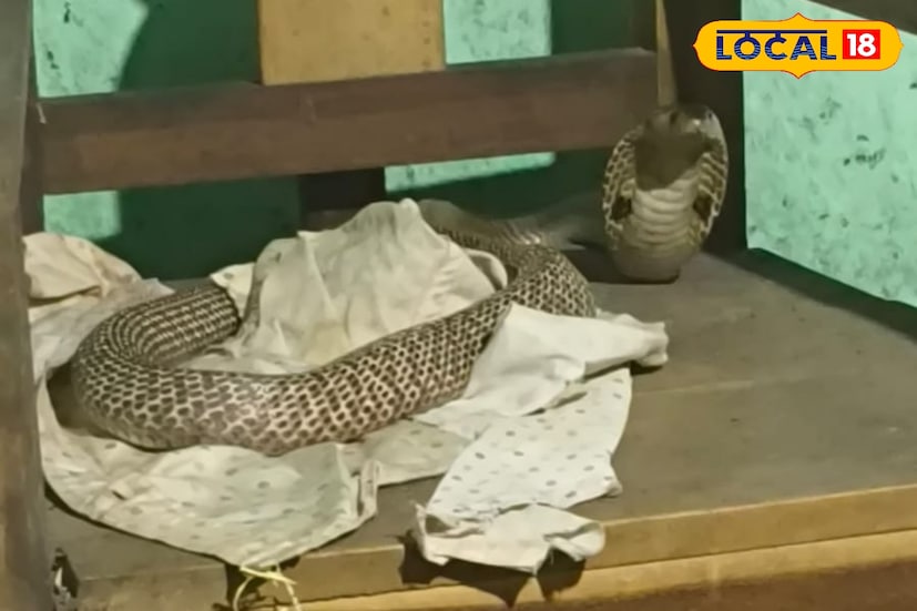 সিউড়ির হাটজন বাজারের পোস্ট অফিস সংলগ্ন এলাকায় সোমবার সকালে চাঞ্চল্য। আচমকা বাড়ির ভিতর ঢুকে যায় গোখরো। স্থানীয় বাসিন্দা কিষান ভান্ডারী বাড়ির দরজা খুলতেই চেয়ারের উপর ফণা তোলা অবস্থায় দেখতে পান গোখরো সাপটিকে। মুহূর্তের মধ্যে আতঙ্ক ছড়িয়ে পড়ে এলাকায়। সিউড়ির হাটজন বাজারের পোস্ট অফিস সংলগ্ন এলাকায় সোমবার সকালে চাঞ্চল্য। আচমকা বাড়ির ভিতর ঢুকে যায় গোখরো। স্থানীয় বাসিন্দা কিষান ভান্ডারী বাড়ির দরজা খুলতেই চেয়ারের উপর ফণা তোলা অবস্থায় দেখতে পান গোখরো সাপটিকে। মুহূর্তের মধ্যে আতঙ্ক ছড়িয়ে পড়ে এলাকায়।