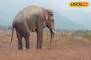 সারাক্ষণ চোখে জল, যেখানে সেখানে শুয়ে বিশ্রাম নিচ্ছে! ডুয়ার্সের নতুন চিন্তা অসুস্থ হাতি