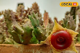 বাঁকুড়ায় বাজার মাতাচ্ছে রঙিন ক্যাকটাস! ঘর সাজানো থেকে উপহারে বাড়ছে জনপ্রিয়তা