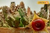 বাঁকুড়ায় বাজার মাতাচ্ছে রঙিন ক্যাকটাস! ঘর সাজানো থেকে উপহারে বাড়ছে জনপ্রিয়তা