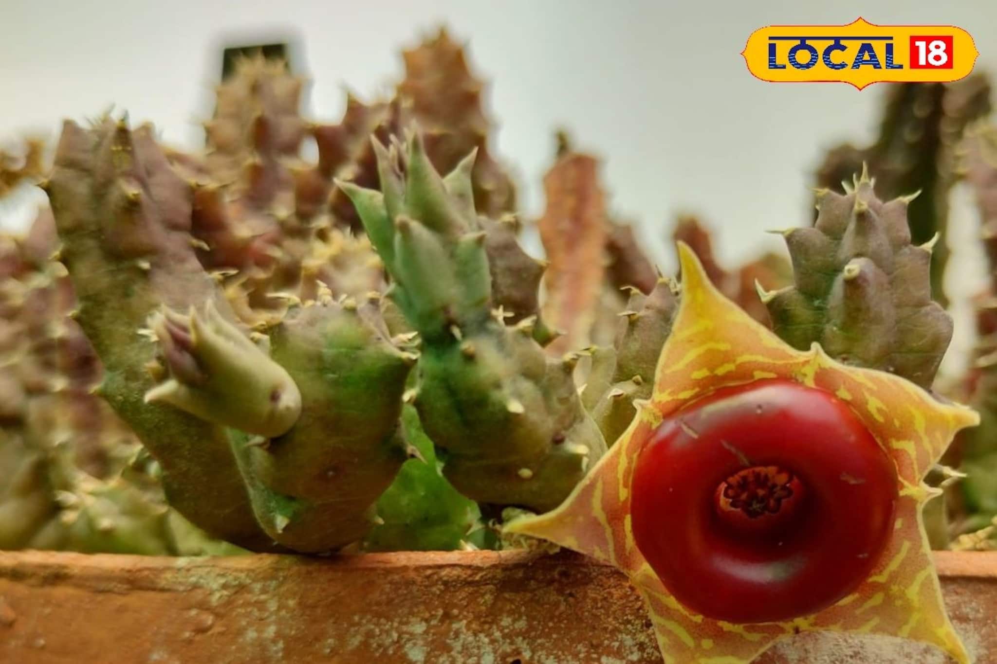 Cactus Farming: বাঁকুড়ায় বাজার মাতাচ্ছে রঙিন ক্যাকটাস! ঘর সাজানো থেকে উপহারে বাড়ছে জনপ্রিয়তা, বছরে আসছে মোটা রোজগার