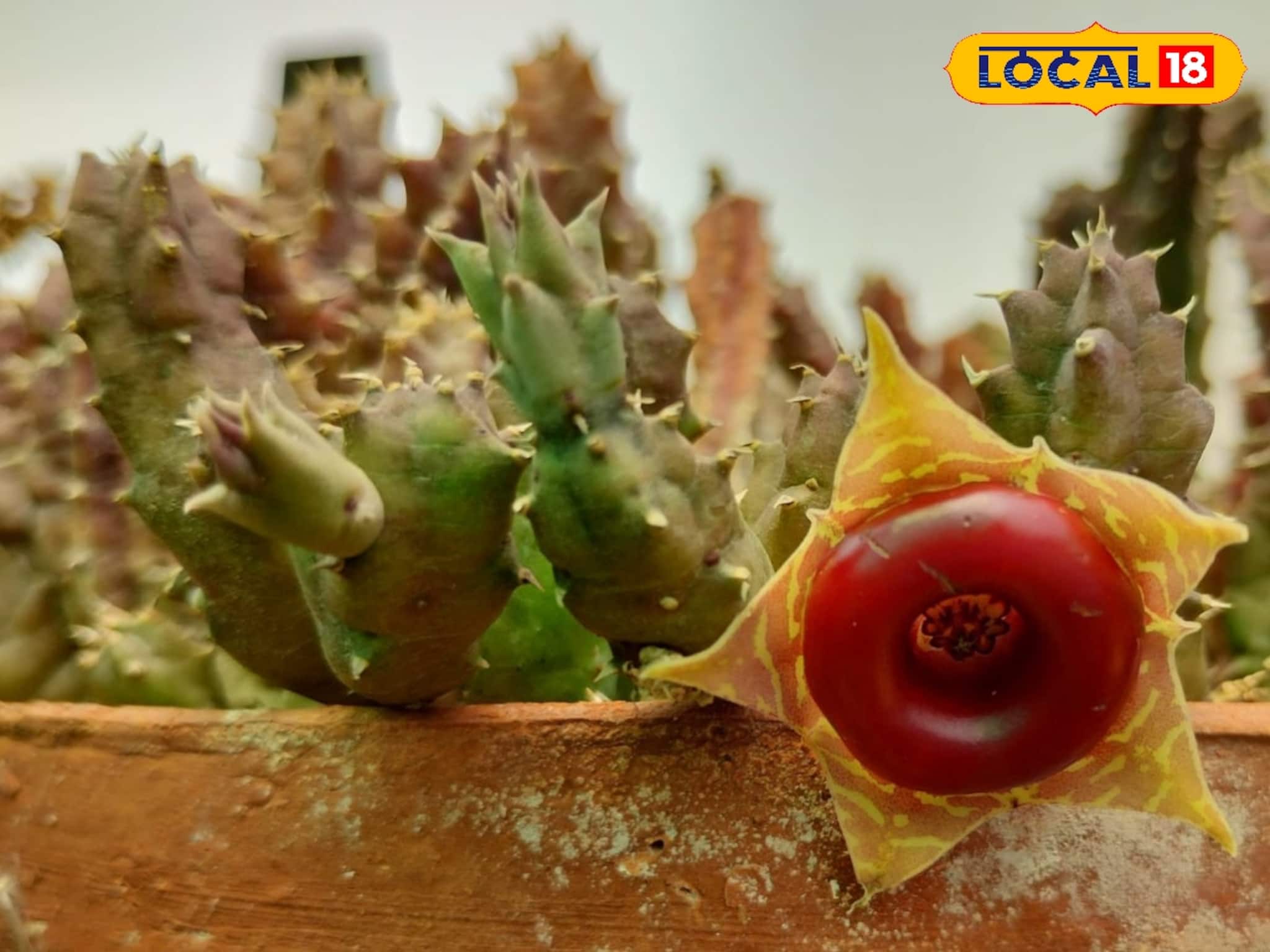 Cactus Farming: বাঁকুড়ায় বাজার মাতাচ্ছে রঙিন ক্যাকটাস! ঘর সাজানো থেকে উপহারে বাড়ছে জনপ্রিয়তা, বছরে আসছে মোটা রোজগার