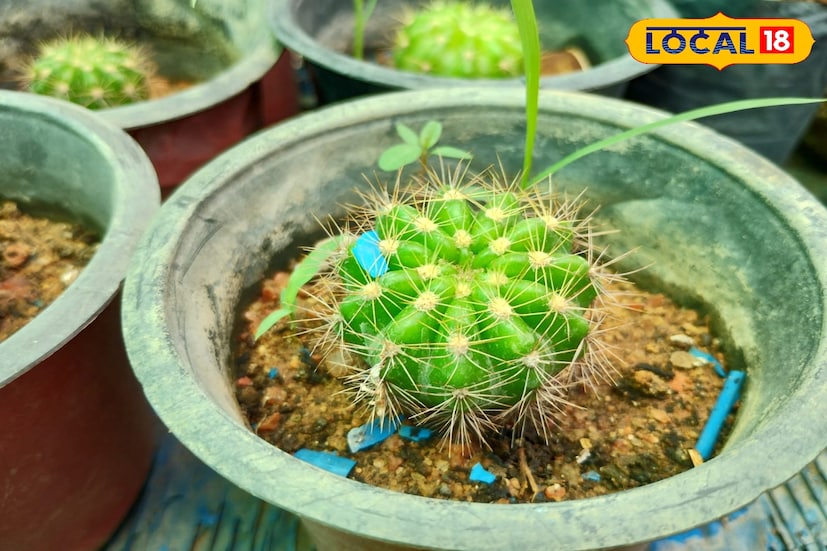 একটি ক্যাকটাস কে পরিচর্যা করতে খুব কম পরিমাণ জল লাগে , তাই আজ কালকার ব্যস্ততার বাজারে ক্যাকটাস হয়ে উঠেছে একটি মোক্ষম ঘর সাজাবার জিনিস। বাঁকুড়া জেলায় বাঁকুড়া শহর সংলগ্ন ছোট বড় নার্সারিতে তৈরি করা হচ্ছে একাধিক রকমারি ক্যাকটাস চারা।