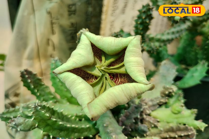 শুধুমাত্র ফলমূল বা শাকসবজিই নয়। রুক্ষ সুক্ষ আবহাওয়ার কাটাযুক্ত ক্যাকটাস দিয়েও আসতে পারে সফলতা। ক্যাকটাস ছাড়া তৈরি করে এবং সেটির পরিচর্যা করলেই সেটি রূপান্তরিত হবে একটি ঘর সাজানোর দ্রব্যতে। মূল্য শুরু ৫০ টাকা থেকে, পাওয়া যায় ১০০০ টাকার ক্যাকটাস।