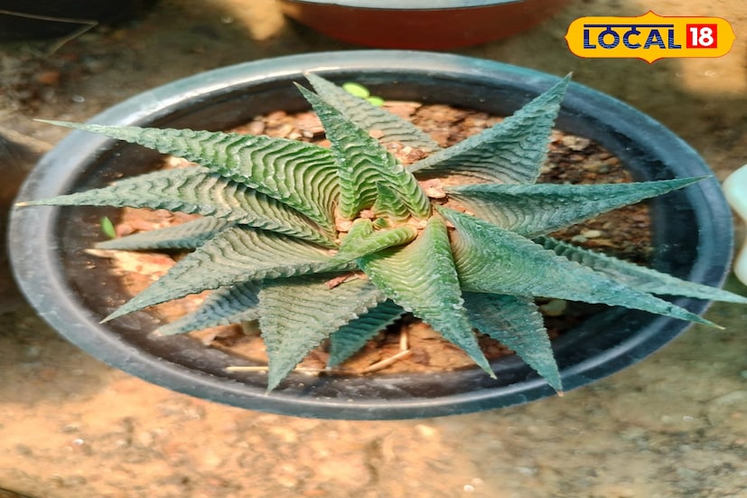 বর্তমানে ক্যাকটাস কিনে উপহার দেওয়া একটি ট্রেন্ড তৈরি হয়েছে। উপহার হিসেবে দেদার বিক্রি হচ্ছে ক্যাকটাস চারা। পরশমণির নার্সারিতে তৈরি হচ্ছে সেই উৎকৃষ্ট ক্যাকটাস চারাগুলি যার মধ্যে সবথেকে উৎকৃষ্ট মানের ক্যাকটাস হল সেকুলান। 