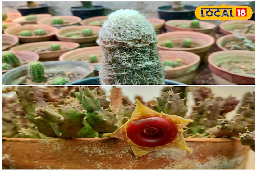 এবার কাঁটায় ফুল ফোটাচ্ছে বাঁকুড়ার। ক্যাকটাসে ক্যাকটাসে ভরে গেছে বাঁকুড়ার একাধিক নার্সারী । গাছ লাগাতে ভালবাসেন এরকম অনেকেই রয়েছেন। বাড়ির বাইরে বীজ পুতে গাছ লাগানো অথবা বাড়ির ভেতরে টবে ছোট্ট ছোট্ট চারা গাছ। সে যাই হোক, বর্তমানে গাছ দিয়ে ঘর সাজাচ্ছেন অনেকে। এই ঘর সাজানোর ছোট চারা গাছ গুলির মধ্যে অন্যতম হল ক্যাকটাস বা চরমভাবাপন্ন এলাকায় জন্ম নেওয়া কাঁটা জাতীয় উদ্ভিদ। এবার কাঁটায় ফুল ফোটাচ্ছে বাঁকুড়ার। ক্যাকটাসে ক্যাকটাসে ভরে গেছে বাঁকুড়ার একাধিক নার্সারী । গাছ লাগাতে ভালবাসেন এরকম অনেকেই রয়েছেন। বাড়ির বাইরে বীজ পুতে গাছ লাগানো অথবা বাড়ির ভেতরে টবে ছোট্ট ছোট্ট চারা গাছ। সে যাই হোক, বর্তমানে গাছ দিয়ে ঘর সাজাচ্ছেন অনেকে। এই ঘর সাজানোর ছোট চারা গাছ গুলির মধ্যে অন্যতম হল ক্যাকটাস বা চরমভাবাপন্ন এলাকায় জন্ম নেওয়া কাঁটা জাতীয় উদ্ভিদ।