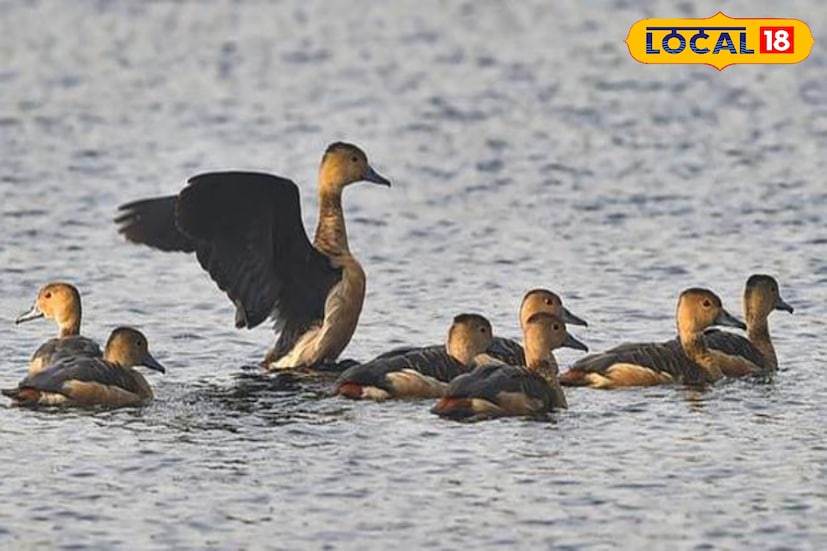 শীতকালে এই জলাধার মুকুটমণিপুর জলাধারের মতই মানুষের কাছে একটি মূল আকর্ষণ হয়ে উঠে আসে। শীতকালে জলাধারের ভূবৈচিত্র্য, প্রাকৃতিক সৌন্দর্য এবং পাখির আগমন জলধারকে সমৃদ্ধ করে। মুকুটমণিপুর যাওয়ার পথে একবার কয়েক ঘন্টার জন্য ঘুরে দেখা যেতেই পারে এই জলাধার। 