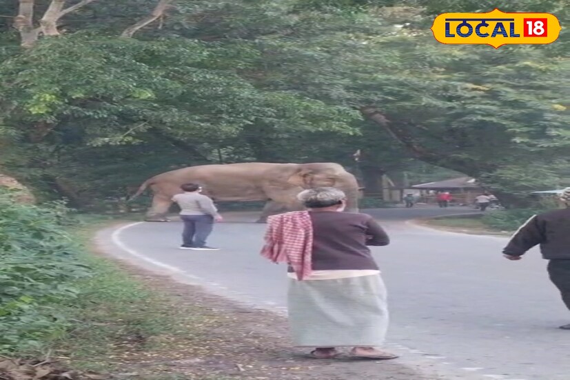বক্সা জঙ্গলের বস নামে পরিচিত এই বুনো হাতির বয়স ১০ বছর। এলাকায় ধান ও সবজির চাষ হলেই তাকে ঘন ঘন দেখা যায় এলাকায়। এতদিন বস শুধু রাতের বেলাতে এলাকাতে আসত। তার ডাক সকলের পরিচিত।