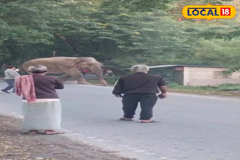 শরীর ফিট রাখার প্রয়োজনীয়তা রয়েছে তারও। তাই এবারে রাতে নয় বরং সকালেই জঙ্গল থেকে বেরিয়ে পড়ল বক্সা জঙ্গলের বস। ছট পুজোর পর তাকে এদিন দেখা গেল গুদামডাবরি এলাকায়। (ছবি ও তথ্য: অনন্যা দে)