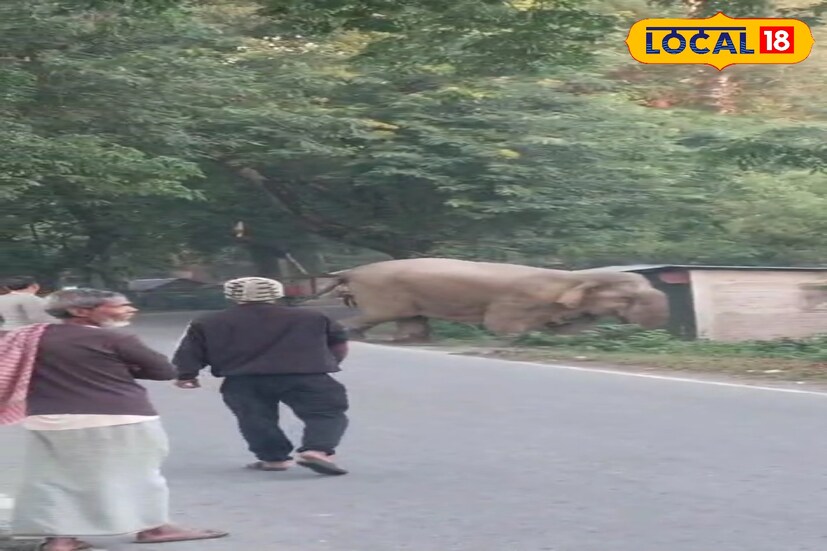গুদামডাবড়ির এই এলাকাটি ফাঁকা থাকায় মর্নিং ওয়াক করতে কালচিনির বিভিন্ন এলাকার বাসিন্দারা আসেন। তবে বস সকাল সকাল বেরিয়ে আসবে তা জানা ছিল না কারও।
