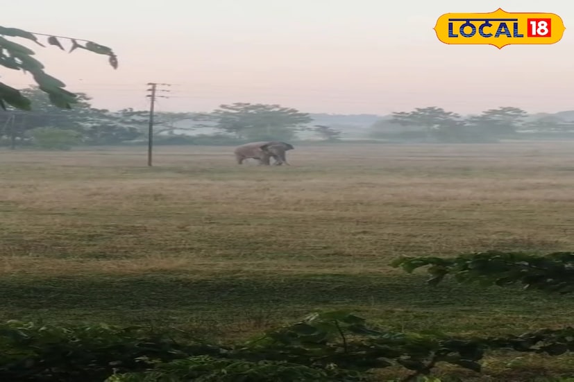 শরীর ফিট রাখতে মর্নিং ওয়াক জরুরি। গুদামডাবরি এলাকায় প্রতিদিন মর্নিং ওয়াক করতে আসেন বিভিন্ন এলাকার মানুষ। এদিনও তার অন্যথা হয়নি। ভোরের আলো ফুটতে গুদামডাবরির রাস্তায় দেখা যাচ্ছিল বিভিন্ন এলাকার মানুষদের।হঠাৎ করেই জঙ্গল থেকে বেরিয়ে এল গজরাজ বস।