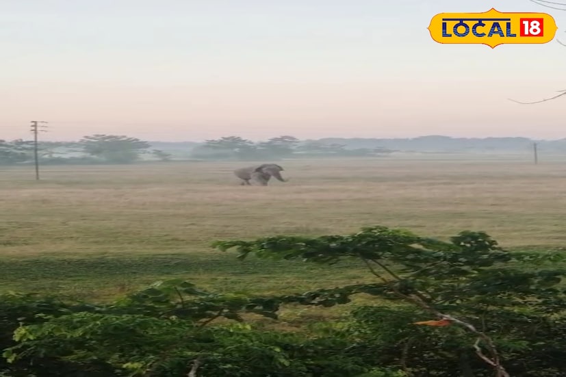 দুলকি চালে মর্নিং ওয়াক করতে দেখা গেল তাকেও। এরপর এলাকার ধান ক্ষেতে গিয়ে সেখানে কিছুটা সময় থেকে আবারও জঙ্গলে ফিরে যায় সে। এলাকার বাসিন্দারা যদিও বন দফতরে খবর দিয়েছিলেন এর মধ্যেই। (ছবি ও তথ্য: অনন্যা দে)