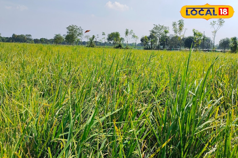 এক ধান চাষি অজয় বর্মন জানান, 