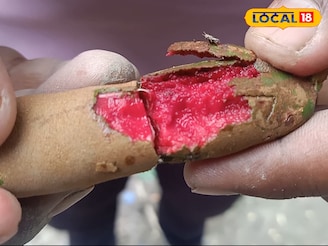 কম খরচে বিপুল আয়, লাল মিষ্টি তেঁতুল চাষে লাভ দ্বিগুণ, বসিরহাটে চমকপ্রদ ফলন