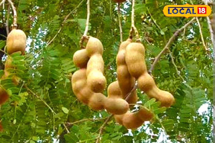 তেঁতুল নিয়ে নানা কুসংস্কার বা ভয় থাকলেও আজকের দিনে এই গাছ সেই ধারণা বদলে দিচ্ছে। এর গায়ে নেই কোনও ভৌতিক গল্প, বরং আছে অসাধারণ স্বাদ ও পুষ্টিগুণ। এই নতুন প্রজাতির তেঁতুল শুধু আচার তৈরিতেই নয়, খাদ্যশিল্পেও ক্রমে জনপ্রিয় হচ্ছে।