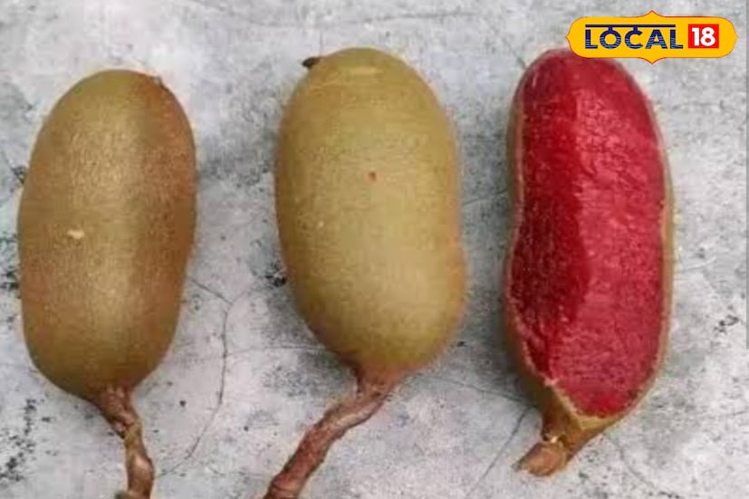 উত্তর ২৪ পরগনার বসিরহাটের শাহানুর নার্সারি সহ বেশ কিছু উদ্যোক্তা এই তেঁতুল চাষ শুরু হয়েছে পরীক্ষামূলকভাবে। উদ্যোক্তা জানিয়েছেন, প্রথম বছরেই গাছে ঝুলে আছে থোকা থোকা লাল তেঁতুল। আকারে বড়ো, শাঁসে ভরপুর এই তেঁতুলের বাজারমূল্যও বেশি। স্থানীয় মানুষ এবং ব্যবসায়ীরা ইতিমধ্যেই আগ্রহ দেখাচ্ছেন।