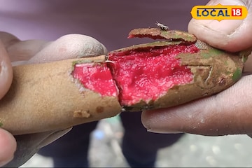 কম খরচে বিপুল আয়, লাল মিষ্টি তেঁতুল চাষে লাভ দ্বিগুণ, বসিরহাটে চমকপ্রদ ফলন কম খরচে বিপুল আয়, লাল মিষ্টি তেঁতুল চাষে লাভ দ্বিগুণ, বসিরহাটে চমকপ্রদ ফলন