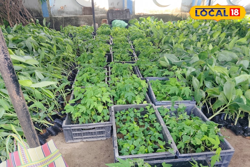 একাধিক প্রজাতির আম, লিচু, কলা, পেঁপে, হাইব্রিড নারকেল, বারোমাসি কাঁঠাল ইত্যাদি উন্নত প্রজাতির গাছের চারা মিলছে বিনামূল্যে। জমির পরিমাণ মতো গাছের চারা পাবেন চাষিরা। এক্ষেত্রে চাষিদের জমির কাগজ এবং নিজেদের পরিচয় পত্র নিয়ে হাজির হতে হবে ব্লক উদ্যান পালন দফতরে। 