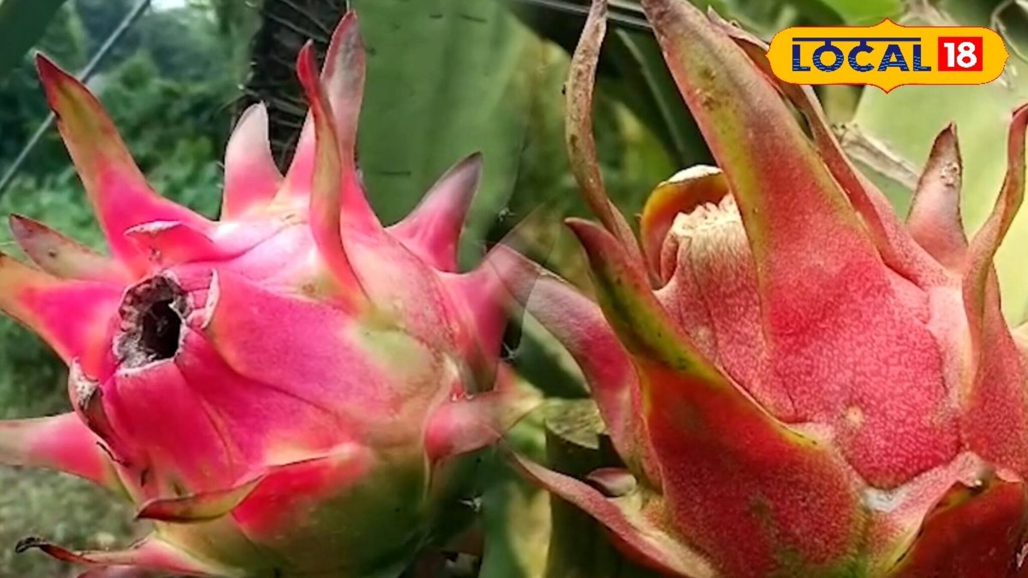 চাকরির অপেক্ষা নয়! ড্রাগন ফল চাষ করে বিঘাপ্রতি ৫ লাখ টাকা রোজগার