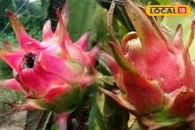 চাকরির অপেক্ষা নয়! ড্রাগন ফল চাষ করে বিঘাপ্রতি ৫ লাখ টাকা রোজগার