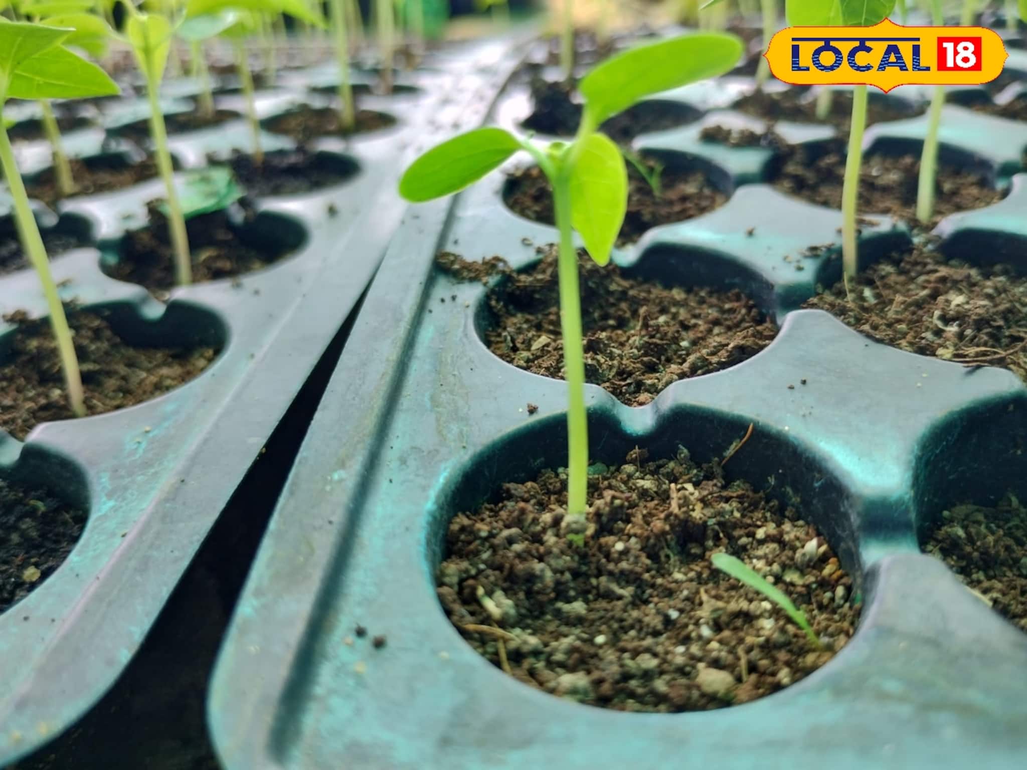 Mental Health and Gardening: মানসিক চাপ কমানোর মোক্ষম অস্ত্র! শীতে ছাদ বাগান হয়ে উঠছে শহরের মানুষের নতুন ভরসা