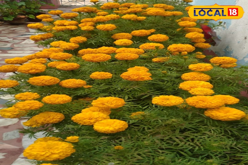 বিভিন্ন প্রজাতির ছোট বড় গাঁদা, পিটুনিয়া, ভারবেরা থেকে ক্লেডুলাস পর্যন্ত। স্থানীয় নার্সারি গুলি থেকে ছোট ছোট চাড়া কিনে নিজের ছাদে লাগাচ্ছেন সকলে। শীতে আরও রঙিন হয়ে গেছে এই ছাদ বাগান। আর এই ছাদ বাগানই এনে দেবে মনের প্রশান্তি।