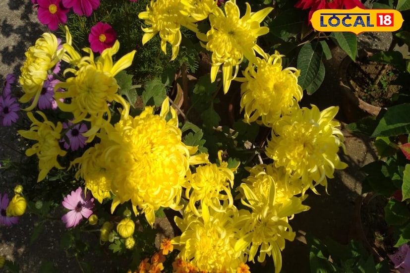 আদালতের কর্মব্যস্ততার মানসিক চাপ বিরাট! সঙ্গে একটু ভুল হলেই মক্কেলের বিরাট ক্ষতি। সেই মানসিক চাপ কাটাতেই এক অন্যন্য পন্থা অবলম্বন করেন বাঁকুড়ার এক এডভোকেট। বাঁকুড়া শহরের কাটজুড়িডাঙার উত্তরায়ন পল্লীর বাসিন্দা অতনু দে নিজের বাড়ির ছাদে প্রতি শীতে বানান ছাদ বাগান। তিনি জানান, মানসিক চাপ কাটাতে নিজের মক্কেলদেরকেও বাড়ির ছাদে বাগান তৈরি করার উপদেশ দেন তিনি।