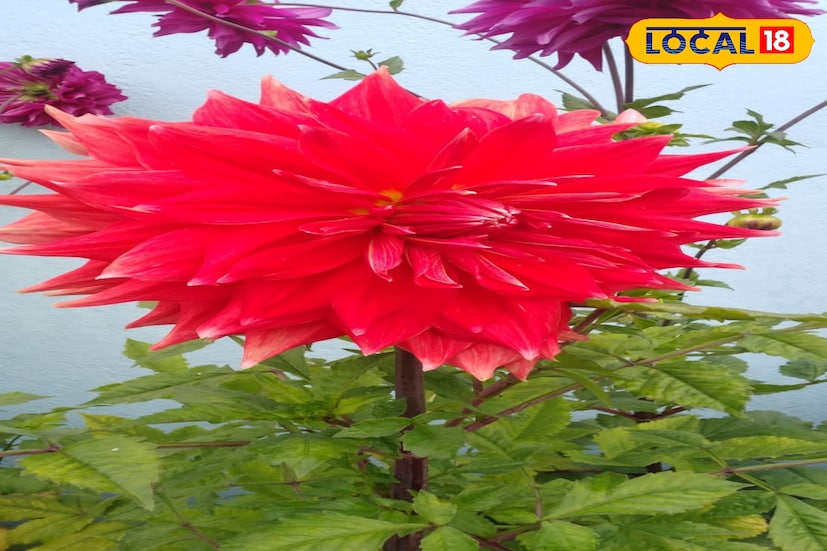 শীতের ছাদ বাগান বাড়াচ্ছে মনের প্রশান্তি। সারাদিন কাজ করছেন? প্রচুর চাপ। ভাল লাগছে না? মেদ বেড়ে যাচ্ছে? কিছু ভাল লাগছে না? এসব কিছুর উত্তর হচ্ছে শীতের ছাদ বাগান বাড়াচ্ছে মনের প্রশান্তি। সারাদিন কাজ করছেন? প্রচুর চাপ। ভাল লাগছে না? মেদ বেড়ে যাচ্ছে? কিছু ভাল লাগছে না? এসব কিছুর উত্তর হচ্ছে