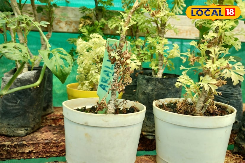 চাইলে আপনার বাগানেও করতে পারেন আপনি এমন ফুলের বাহার। কিছুই নয় ফুল প্রেমী নির্মাল্য ঘোষ জানিয়েছেন, প্রথমে গাছের চারা ফুলের চারা সংগ্রহ করে, একটি দুটি করে শুরু করতে হবে। কোন ফুল ভালো হচ্ছে সেটি লিখে রাখতে হবে খাতায়। তারপর ধীরে ধীরে অভিজ্ঞতা অর্জন করে ফুলের সংখ্যা বাড়ানো যেতে পারে। এভাবে নিষ্ঠার সঙ্গে কাজ করে গেলে একদিন আপনার ছাদ বাগান দেখে মনে হবে যেন একটি রামধনু। 