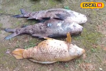 সোনারুন্দি রাজবাড়িতে মর্মান্তিক ঘটনা! হঠাৎ ঝাঁকে ঝাঁকে মাছের মৃত্যু