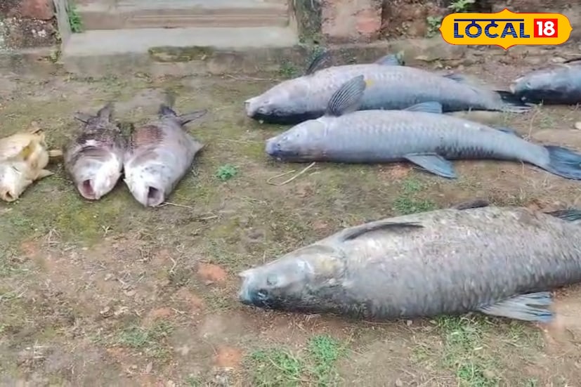 কিন্তু আজ সেই রাজবাড়িতেই দেখা গেল এক মর্মান্তিক চিত্র। পুকুরে ভেসে রয়েছে অসংখ্য মৃত মাছ। স্থানীয় সূত্রে জানা গিয়েছে, বুধবার সকাল থেকে রাজবাড়ির পুকুরে হঠাৎ করে মাছের মৃত্যু শুরু হয়। পুকুরের জলে দূষণ নাকি অক্সিজেনের ঘাটতি তা এখনও স্পষ্ট নয়। তবে এই ঘটনায় স্থানীয় বাসিন্দা ও পর্যটকদের মধ্যে দেখা দিয়েছে উদ্বেগ।