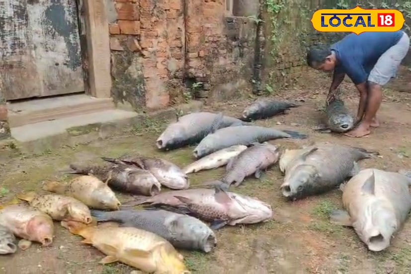 রাজবাড়ির পুকুরে মৃত মাছের রহস্য উদঘাটনের জন্য স্থানীয় প্রশাসন ও পরিবেশ দফতর দ্রুত তদন্তে নেমেছে। মূল কারণ পরে জানা যাবে বলে আশা করছেন এলাকাবাসী। (ছবি ও তথ্যঃ কৌশিক অধিকারী)