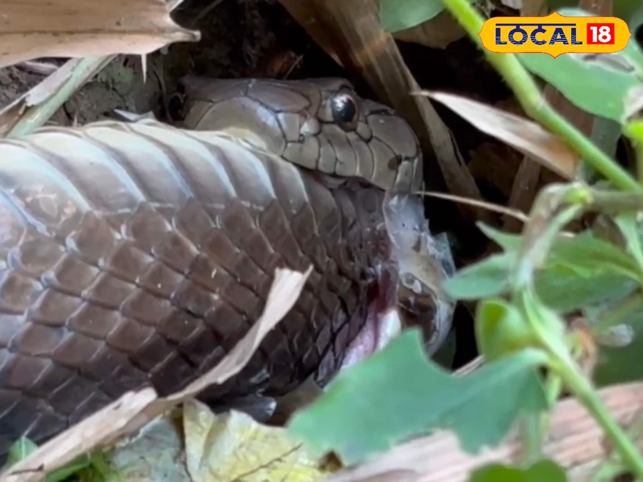 আস্ত সাপ গিলছে রাক্ষুসে কিং কোবরা! গরুমারা জঙ্গলে হাড়হিম দৃশ্য, দেখে শিউরে উঠলেন সবাই