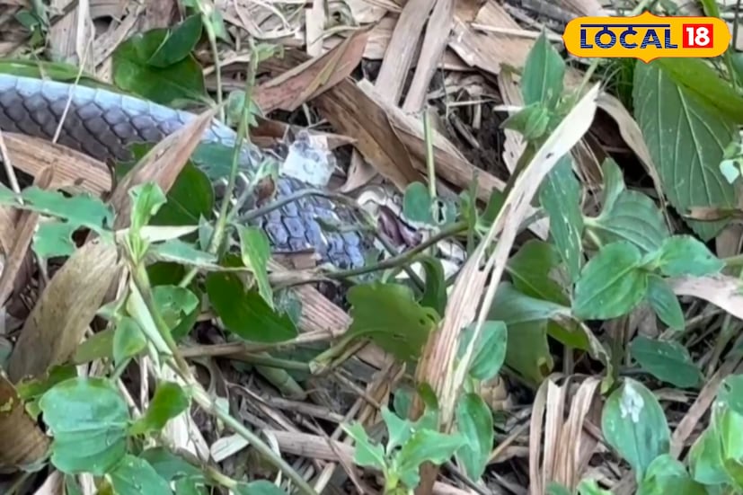 *স্থানীয় সূত্রে জানা যায়, এলাকার একটি বাড়ির পাশের মাঠে এই দৃশ্য দেখতে পান গ্রামবাসীরা। মাঠের মাঝখানে দুটি বিশাল সাপের সংঘর্ষ শুরু হয়, পরে দেখা যায় কিং কোবরা দাঁড়াশ সাপটিকে গিলে খেতে শুরু করেছে। এমন ভয়ঙ্কর দৃশ্য দেখে মুহূর্তের মধ্যে আতঙ্ক ছড়িয়ে পড়ে গোটা এলাকায়।