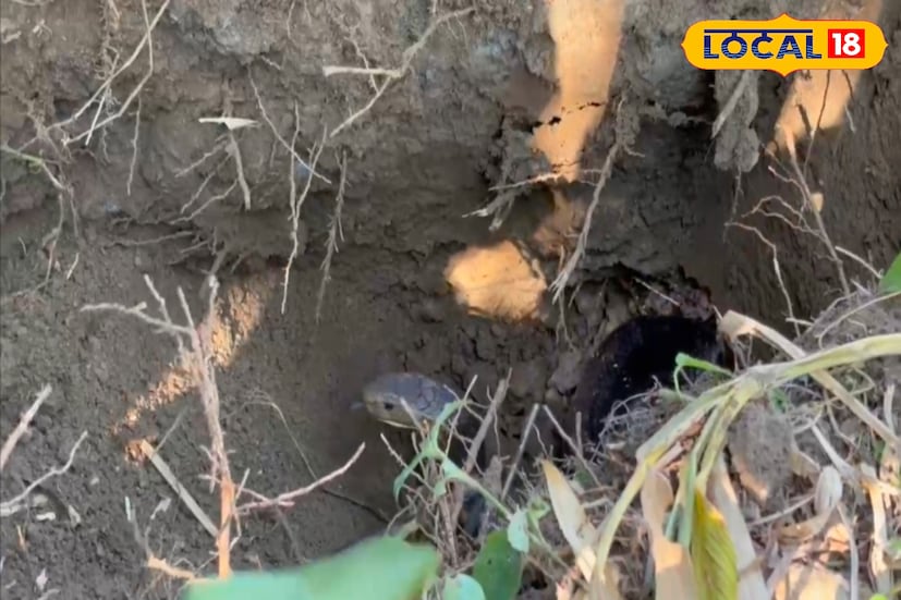 *ঘটনার খবর দ্রুত পৌঁছে যায় বনদফতর কাছে। কিছুক্ষণের মধ্যেই ঘটনাস্থলে পৌঁছন বনকর্মী ও পরিবেশকর্মীরা। তাঁদের তৎপরতায় দুই সাপকেই জীবিত অবস্থায় উদ্ধার করার চেষ্টা করা হয়। উদ্ধার অভিযানে সময় লাগে বেশ কিছুক্ষণ।