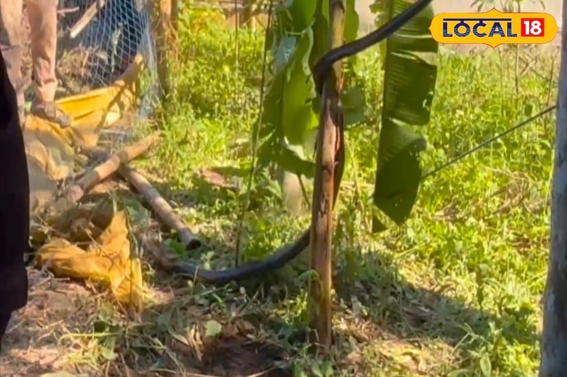 *গ্রামবাসীদের একাংশ জানিয়েছেন, “এমন দৃশ্য কখনও চোখে দেখিনি। প্রথমে ভয় পেলেও পরে বনকর্মীরা এসে পরিস্থিতি সামাল দেন।” গরুমারার জঙ্গলের প্রান্তে ঘটে যাওয়া এই ঘটনাটি এখন স্থানীয়দের আলোচনার কেন্দ্রে। কেউ ভয় পাচ্ছেন, কেউ আবার বিস্ময়ে হতবাক কিং কোবরা সত্যিই তার নামের মর্যাদা রাখল।