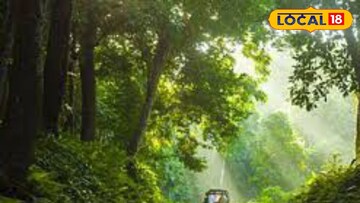 চিলাপাতার